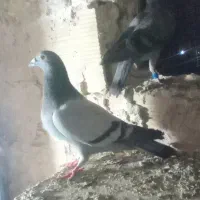 ماده|پرنده|مراغه, |دیوار