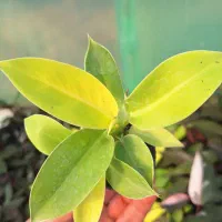 گل های آپارتمانی عمده و تک|گل و گیاه طبیعی|رودسر, |دیوار