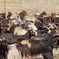 بز کهره دار داشتی شیردار