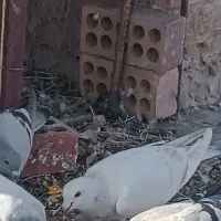 کبوتر پلاکی