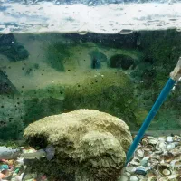 اکواریوم|ماهی|مسجد سلیمان, |دیوار