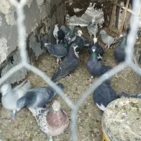 کبوتر|پرنده|ایرانشهر, |دیوار