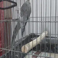 عروس هلندی سیامون نر سخنگو|پرنده|مشهد, شهید قربانی|دیوار