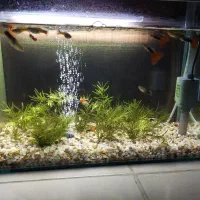 آکواریوم کامل|ماهی|کرمانشاه, |دیوار