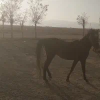 کره نریان سه ساله|اسب و تجهیزات اسب‌سواری|اراک, |دیوار