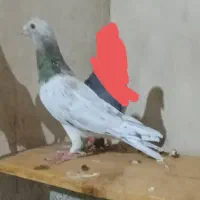 کبوتر ۲ سرور