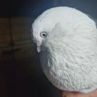 تهرونی چشم سفید|پرنده|فارسان, |دیوار