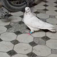 کبوتر شیخ ابری گرفتنی|پرنده|آبادان, |دیوار