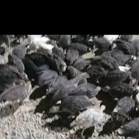 تعداد55. بوغلمو 6 ما ماهه