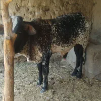 گوساله نر داشتی