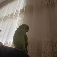 طوطی سخنگو و رام