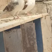 کبوتر