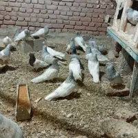 کله الماسی|پرنده|بناب, |دیوار