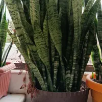 گل های طبیعی و زیبا