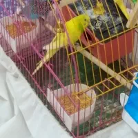 مرغ عشق جفت