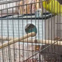 یک جفت مرغ عشق مولد