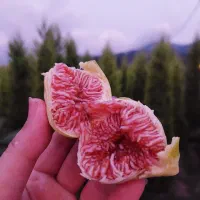 نهال انجیر سفید شیرین و پربار، آماده کاشت