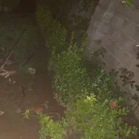 گل شمشاد|گل و گیاه طبیعی|آستانه اشرفیه, |دیوار