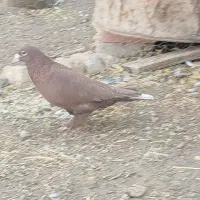 جفت گلی دم سفیدمادش زردبا ماده پلنگ حق|پرنده|رفسنجان, |دیوار