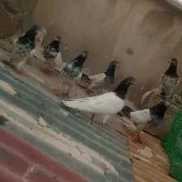 پاکستانی|پرنده|عسلویه, |دیوار