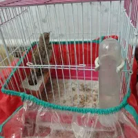 با سلام دوستان عشق باز دوعدد خاکی