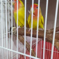 طوطی برزیلی|پرنده|فردیس, فردیس|دیوار