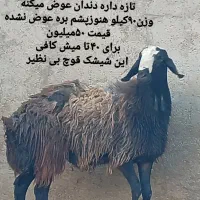 دامداری به نرخ زیر قیمت البته بدون دلال