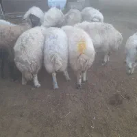 میش اوست جوان درشت