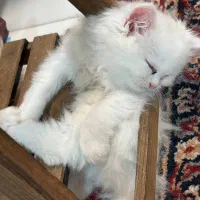 واگذاری بچه گربه خونگی نژاد میکس|گربه|مشهد, نرگس (شهرک غرب)|دیوار