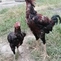 مرغ و خروس لاری و جوجه