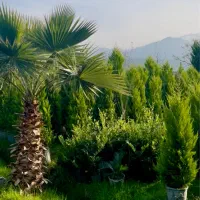 حراج گل و گیاه فضای باز به علت تغییر شغل