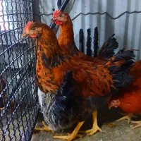 خروس جوان محلی جهت ذبح و قربانی در محل