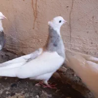 دو عدد طوقی حسابی