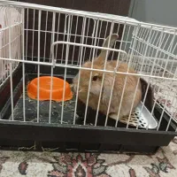 خرگوش با وسایل|موش و خرگوش|اراک, |دیوار