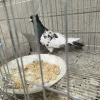 کله سیاه ماده
