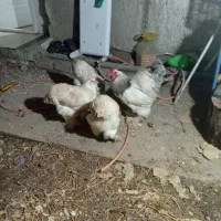 تخم مرغ نطفه دار برهما اصیل|حیوانات مزرعه|منجیل, |دیوار