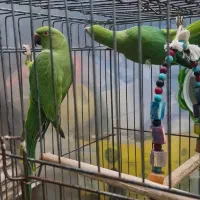 فروش یا معاوضه ملنگو در شهر جم