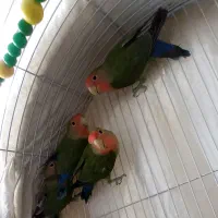 طوطی برزیلی|پرنده|قروه, |دیوار