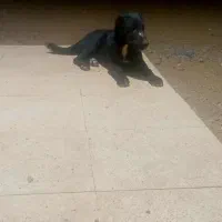 سگ‌گله|سگ|پیشوا, |دیوار