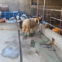 قوچ جوان|حیوانات مزرعه|ایلام, |دیوار