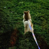 اهدایی|سگ|تهران, مولوی|دیوار