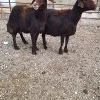 گوسفند ماده|حیوانات مزرعه|لالجین, |دیوار