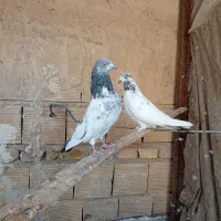 کفتر تهرانی کله دم سبز