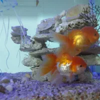 گلفیش مولد نر