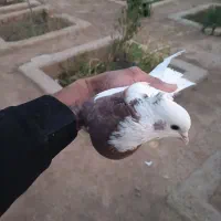 کفتر|پرنده|شیراز, گویم|دیوار