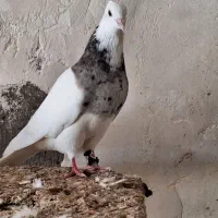 کبوتر|پرنده|جیرفت, |دیوار