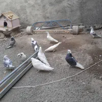 کبوتر پرشی|پرنده|هشتگرد, هشتگرد قدیم|دیوار