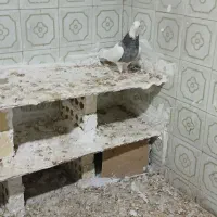 کفتر طوقی|پرنده|طبس, |دیوار