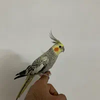 عروس هلندی گلباقالی