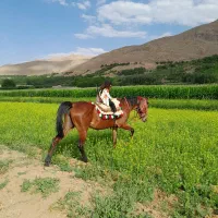 مادیون درجه یک
